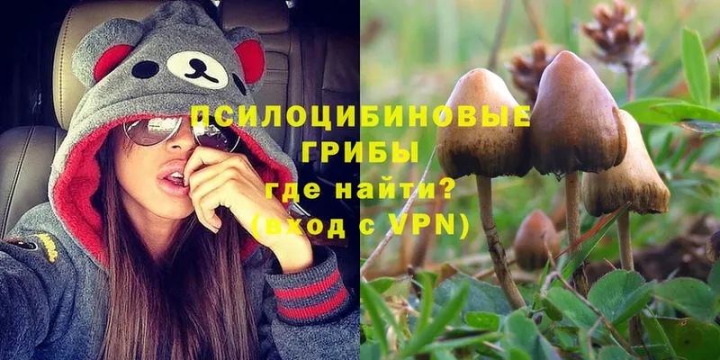 Галлюциногенные грибы Psilocybe  Ирбит 